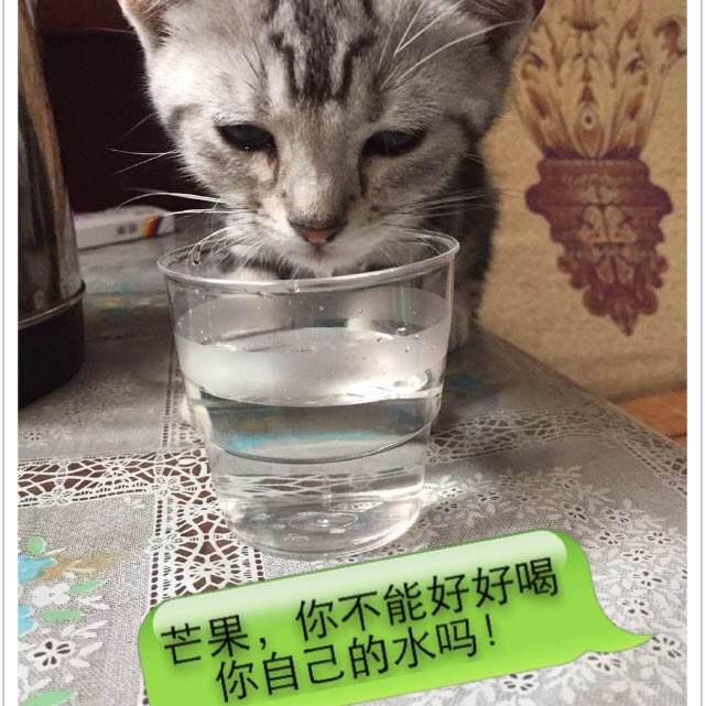做假台湾朝阳科技大学文凭